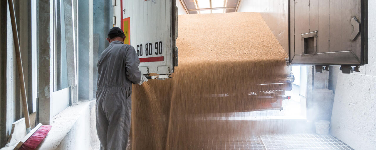 Nos blés et la livraison (Brest, Quimper, Vannes, Saint-Brieuc)